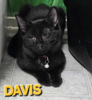 Rescue Domestic Short Hair Cats for Adoption in Rome, Georgia - Davis (Homeless Black Kitten) | PetCurious