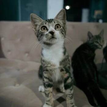 Pledge -  Domestic Short Hair Cat for Adoption in Sarasota, Florida - Pledge | PetCurious