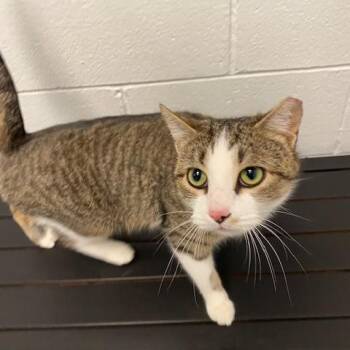 Domestic Short Hair Cats Available for Adoption - Kitty Cat | PetCurious