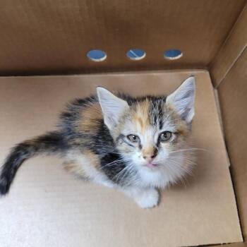 Fern -  Domestic Short Hair Cat for Adoption in Pauls Valley, Oklahoma - Fern | PetCurious