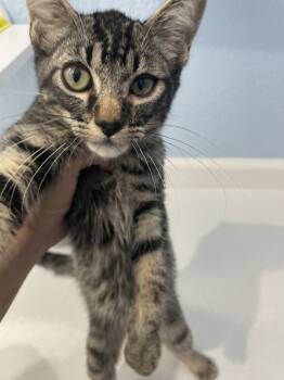 Rescue Domestic Short Hair Cats for Adoption in Jemez Pueblo, New Mexico - Bingo | PetCurious
