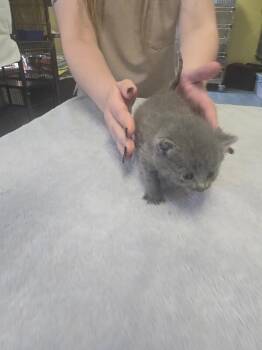 Sparky -  Domestic Short Hair Cat for Adoption in Cortland, New York - Sparky | PetCurious