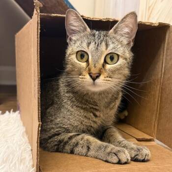 Rescue Domestic Short Hair Cats for Adoption in Little Mountain, South Carolina - Mama Mochi | PetCurious