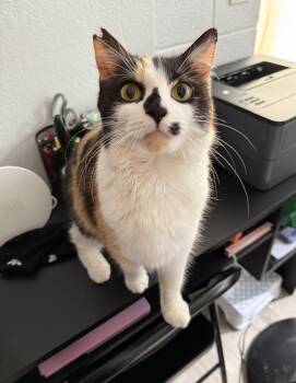 Rescue Domestic Medium Hair Cats for Adoption in Mililani, Hawaii - Honeygirl | PetCurious