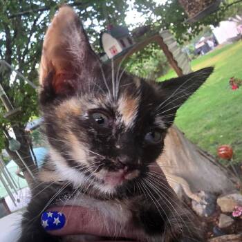 Blue Eyes -  Domestic Short Hair Cat for Adoption in Grantsville, Utah - Blue Eyes | PetCurious