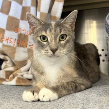 MercyWest -  Domestic Short Hair Cat for Adoption in Sweetwater, Tennessee - MercyWest | PetCurious