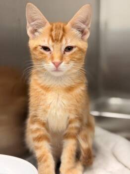 Spanky -  Domestic Short Hair Cat for Adoption in Hartsville, South Carolina - Spanky | PetCurious