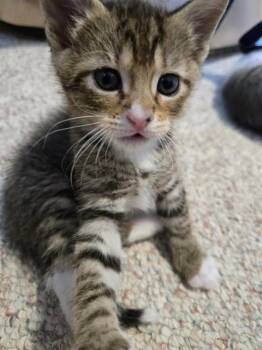 FLINT -  Domestic Short Hair Cat for Adoption in Kent, Washington - FLINT | PetCurious