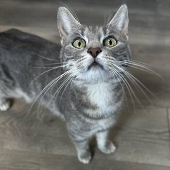 Domestic Short Hair Cats Available for Adoption in Clifton, New Jersey - Celeste Coming In | PetCurious