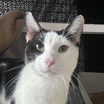 Domestic Short Hair Cats Available for Adoption in Chicago, Illinois - Horace | PetCurious