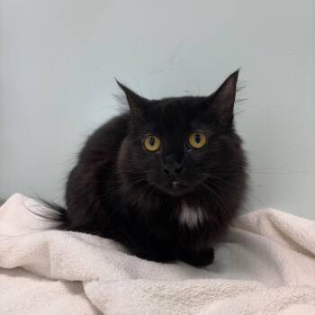 Dime -  Domestic Medium Hair Cat for Adoption in Clavet, Saskatchewan - Dime | PetCurious