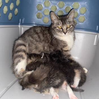 Virginia 050505A -  Domestic Short Hair Cat for Adoption in Amory, Mississippi - Virginia 050505A | PetCurious