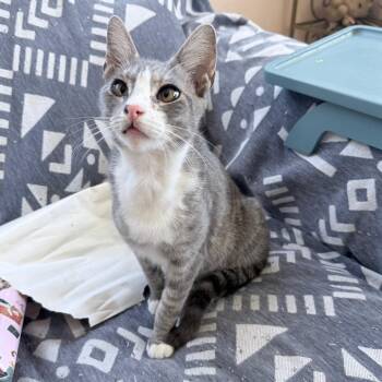 Domestic Short Hair Cats Available for Adoption - Crouton | PetCurious