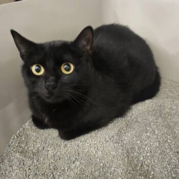 Ivy -  Domestic Short Hair Cat for Adoption in Richmond, Virginia - Ivy | PetCurious