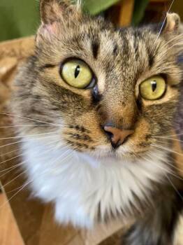 TK -  Domestic Medium Hair Cat Available for Adoption in Berkeley Heights, New Jersey - TK | PetCurious