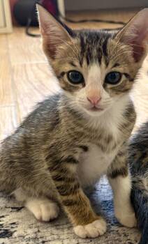Pluto -  Domestic Short Hair and Tabby Cat for Adoption in Brentwood, California - Pluto | PetCurious