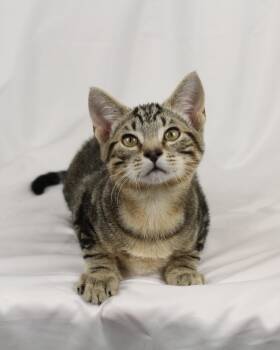 Rescue Domestic Short Hair and Tabby Cats for Adoption in Tuscaloosa, Alabama - Fern | PetCurious
