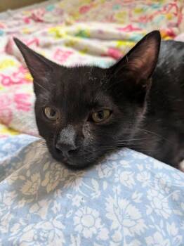 Meg -  Domestic Short Hair Cat for Adoption in Arthur, Ontario - Meg | PetCurious