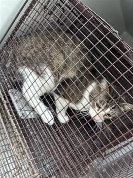 Domestic Short Hair Cats Available for Adoption in Houston, Texas - A654547 | PetCurious