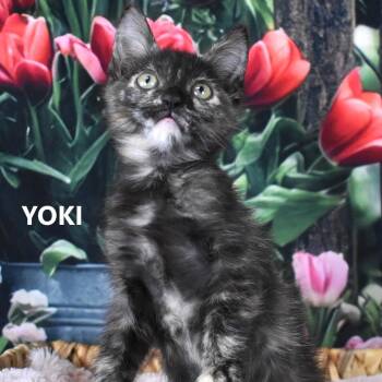 Yoki -  Domestic Short Hair Cat for Adoption in Yuma, Arizona - Yoki | PetCurious
