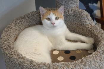 Rescue Domestic Short Hair Cats for Adoption in Fountain Hills, Arizona - Beatrice | PetCurious