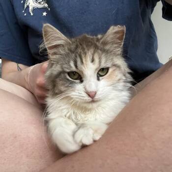 Poppy (F18) -  Domestic Short Hair Cat Available for Adoption in Hedgesville, West Virginia - Poppy (F18) | PetCurious