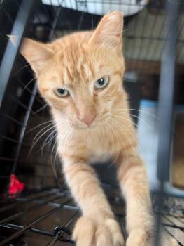 Bolt -  Domestic Short Hair Cat for Adoption in Metamora, Illinois - Bolt | PetCurious
