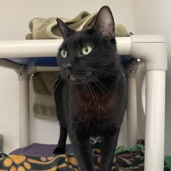 Drake -  Domestic Short Hair Cat for Adoption in Warwick, Rhode Island - Drake | PetCurious