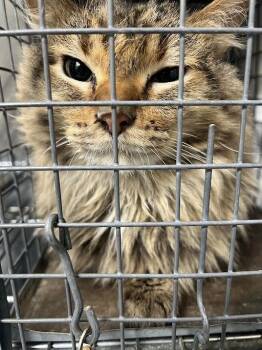 Domestic Short Hair Cats Available for Adoption in Las Vegas, Nevada - MIKE | PetCurious