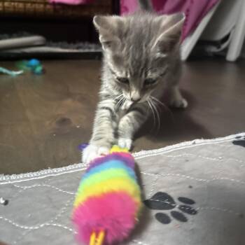 Juno -  Domestic Medium Hair Cat for Adoption in Raleigh, North Carolina - Juno | PetCurious