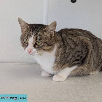 Domestic Short Hair Cats Available for Adoption - Princess Fluffybutt | PetCurious
