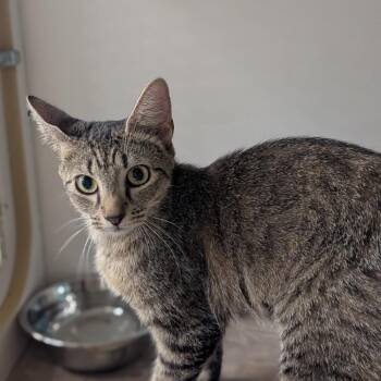Mama Jaycee -  Domestic Short Hair Cat for Adoption in Ashland, Virginia - Mama Jaycee | PetCurious