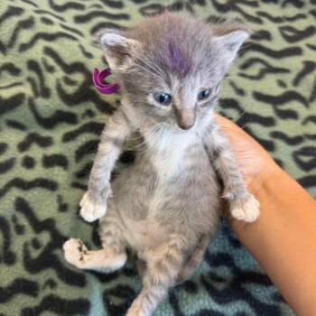 Domestic Short Hair Cats Available for Adoption in Austin, Texas - Jumpy Bunny 4 | PetCurious