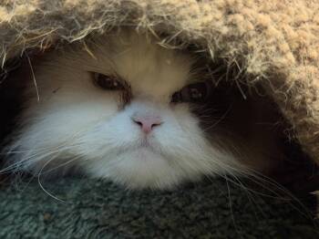 Domestic Long Hair Cats Available for Adoption - Toby- Declaw | PetCurious