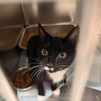 Lychee -  Domestic Short Hair Cat for Adoption in Salt Lake City, Utah - Lychee | PetCurious