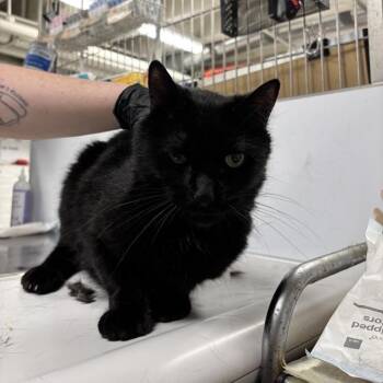 Domestic Short Hair Cats Available for Adoption in New York, New York - Vegas | PetCurious