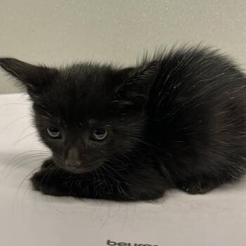 Nina -  Domestic Short Hair Cat for Adoption in Tampa, Florida - Nina | PetCurious