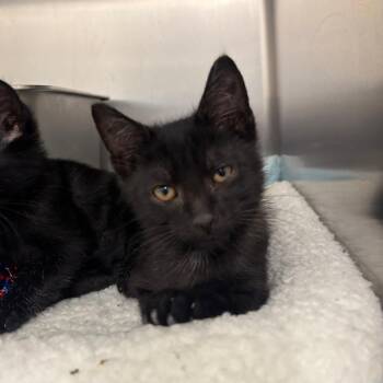 Doug -  Domestic Short Hair Cat for Adoption in Springtown, Texas - Doug | PetCurious