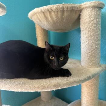 Domestic Short Hair Cats Available for Adoption - Black Beauty | PetCurious