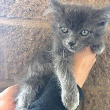 Dusty -  Oriental Long Hair Cat for Adoption in Fresno, California - Dusty | PetCurious