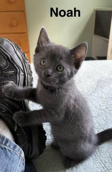 Noah -  Russian Blue and Domestic Short Hair Cat for Adoption in Washington Township, New Jersey - Noah | PetCurious