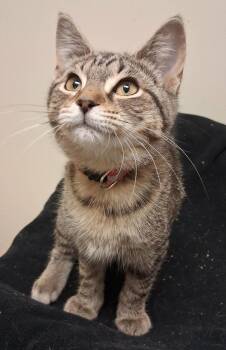 Domestic Short Hair Cats Available for Adoption in Fremont, Ohio - Frack | PetCurious