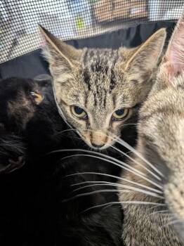 Aggie -  Domestic Short Hair Cat for Adoption in Cincinnati, Ohio - Aggie | PetCurious