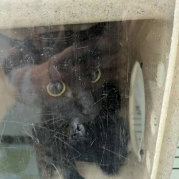 Libra -  Domestic Short Hair Cat for Adoption in Philadelphia, Pennsylvania - Libra | PetCurious