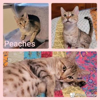 Rescue Torbie and Domestic Short Hair Cats for Adoption in Fort Worth, Texas - Peaches | PetCurious