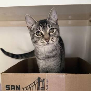 Taylor -  Domestic Short Hair Cat for Adoption in Honolulu, Hawaii - Taylor | PetCurious