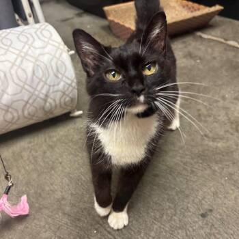 Nana -  Domestic Short Hair Cat for Adoption in Waynesburg, Pennsylvania - Nana | PetCurious