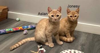 Jonesy -  Domestic Short Hair Cat for Adoption in Hudson, New Hampshire - Jonesy | PetCurious