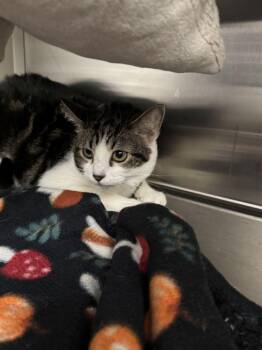 Axel Rose -  Domestic Short Hair Cat for Adoption in Hilton Head Island, South Carolina - Axel Rose | PetCurious