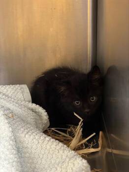 ROMEO* -  Domestic Short Hair Cat Available for Adoption in Santa Cruz, California - ROMEO* | PetCurious